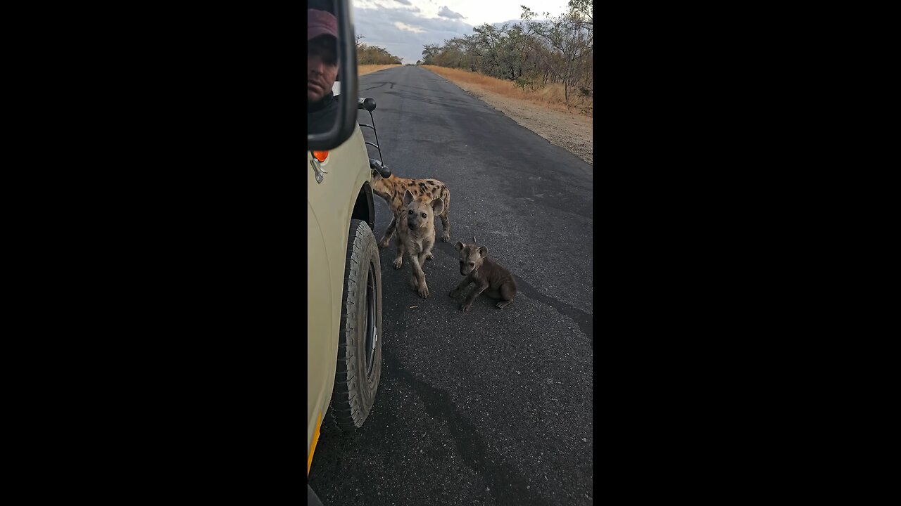 Young Hyena Cubs