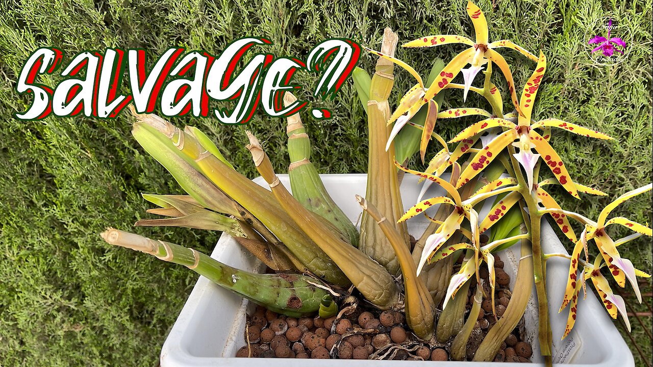 What if? Two Words when Tragedy occurs & Salvaging an Orchid in Rescue Distress Mode #ninjaorchids