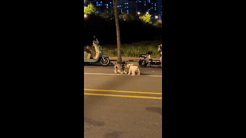 funny dogs