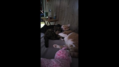 Rosie Mae getting a bath from her cat dad Sir Pineapple III