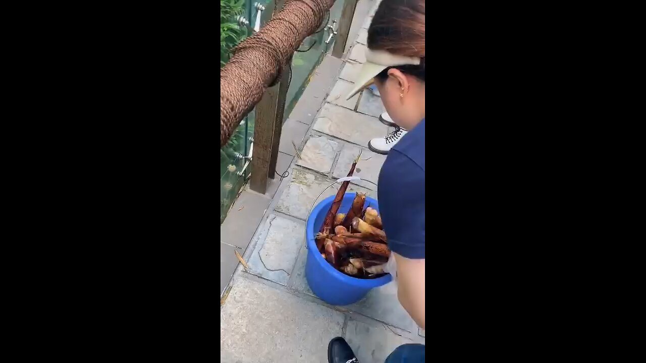 panda funn video