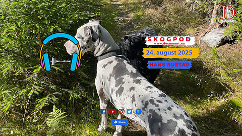 Skogpod 24 august 2025