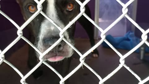 Zeus 5y Pet Id 948235 kennel 32 HSSAZ shelter I need him 2 relax lovin kid kinda spoiled❤️2025829597
