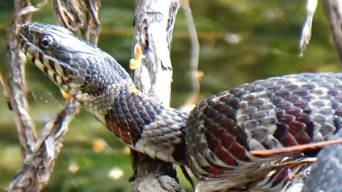Water Snake