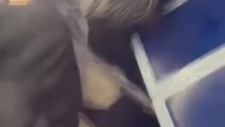 Just another ordinary day in Brandon Johnson's lawless Chicago