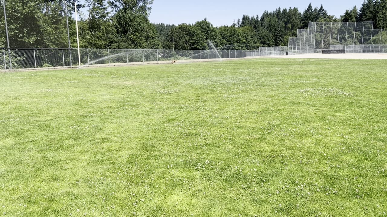 Tokala vs the sprinklers 29824098234