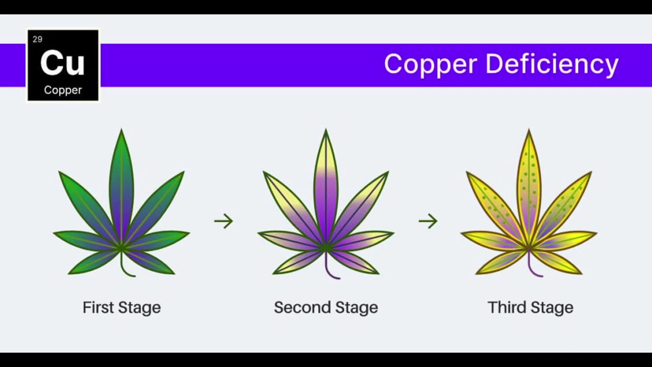 Copper deficiency old youtube
