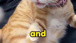 This cat named Pineapple has the most gloriously glitchy brain you've ever seen