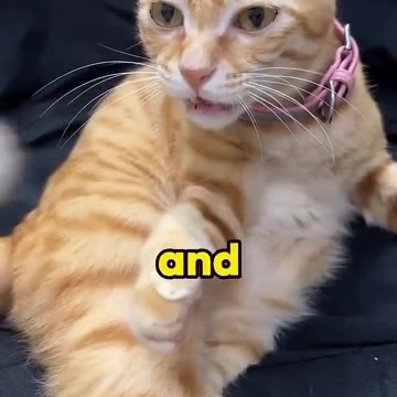 This cat named Pineapple has the most gloriously glitchy brain you've ever seen