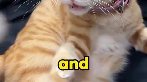 This cat named Pineapple has the most gloriously glitchy brain you've ever seen