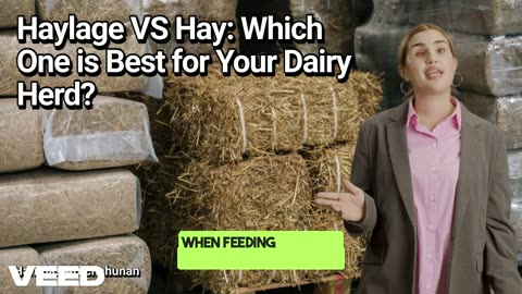 Haylage VS Hay: Which One is Best for Your Dairy Herd?