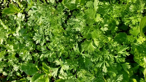 Self-seeding spring vegetable garden, from last year seeds - in June 2025