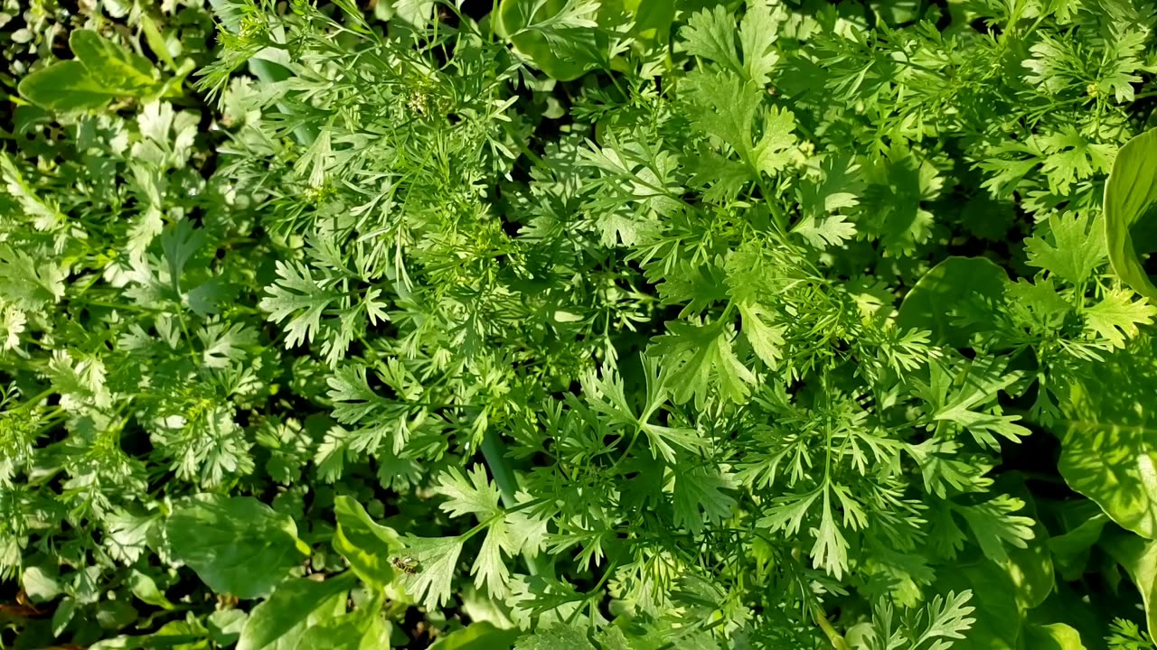 Self-seeding spring vegetable garden, from last year seeds - in June 2025