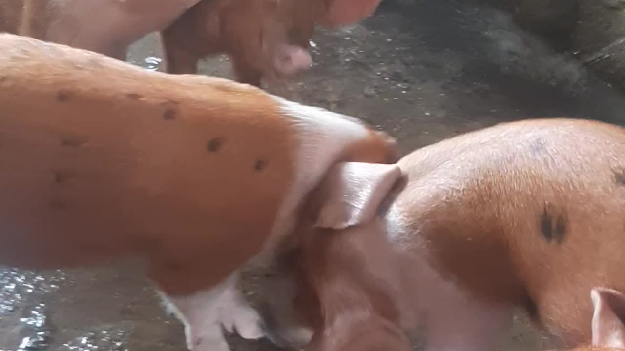 Pig farming 🐷 DP Farm 🐷