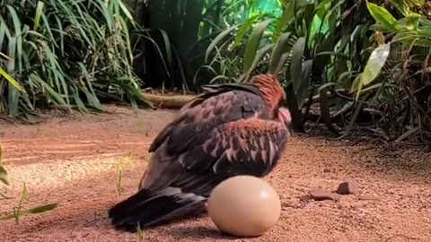 🧠✨ Why This Buzzard Gets Frustrated Trying To Break Open An Egg! | FeedMyCuriosity