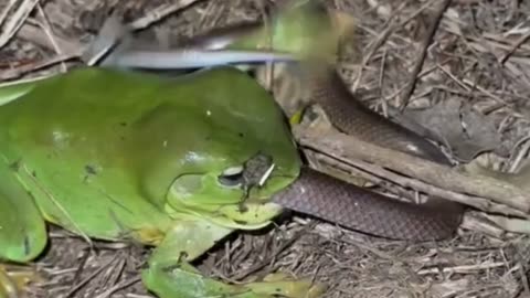 This Frog Eats Snakes?! 🐸🐍 | Pacman Frog Facts"