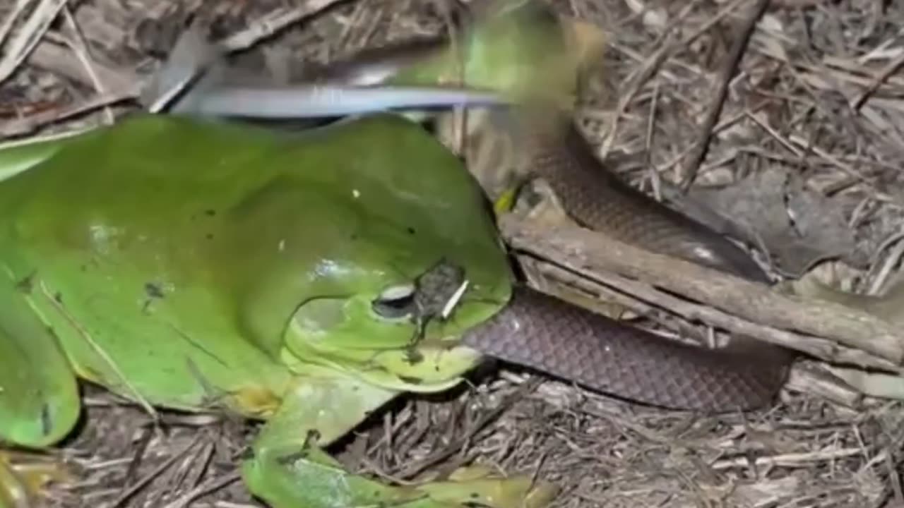This Frog Eats Snakes?! 🐸🐍 | Pacman Frog Facts"