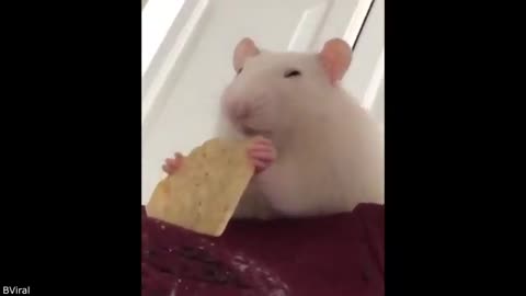 Your Daily Dose of Pets - Their Intrusive Thoughts Won