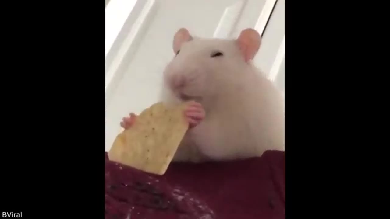Your Daily Dose of Pets - Their Intrusive Thoughts Won