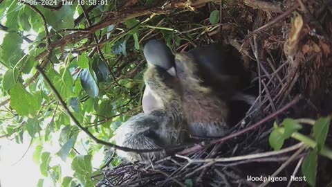 Feeding two young wood pigeons 🙂🥰