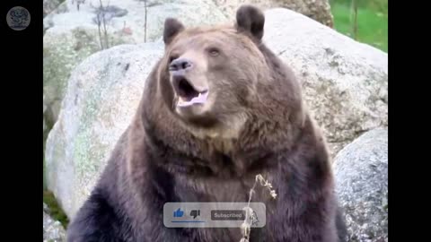 The bear cried and begged the man to follow him. What happened next was unbelievable.