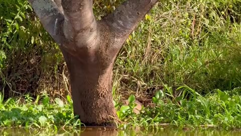 I waited 4 hours to get this video...🐅