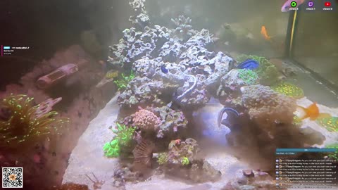 24/7 Real Live Reef Stream