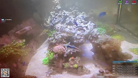 24/7 Real Live Reef Stream