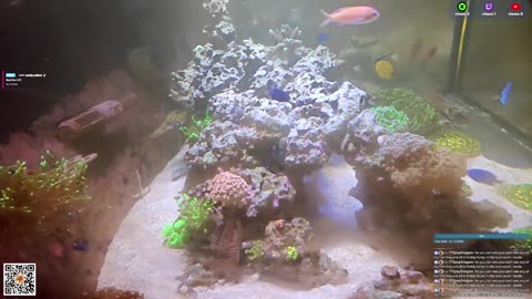 24/7 Real Live Reef Stream