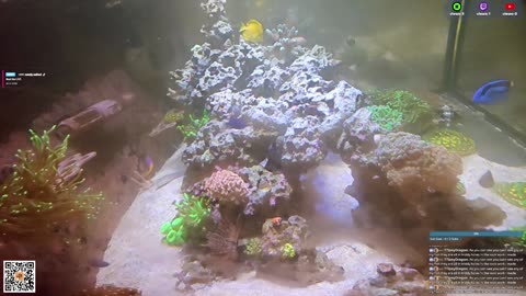 24/7 Real Live Reef Stream