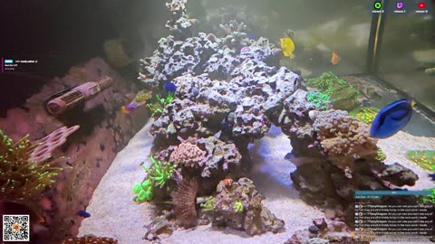 24/7 Real Live Reef Stream