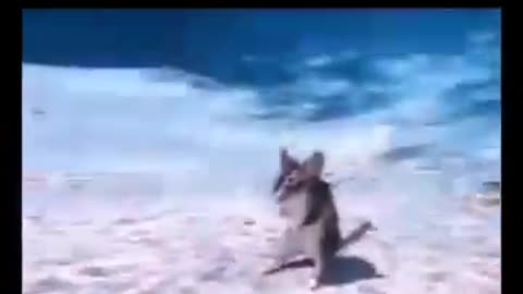 😱🐶 This Dog's Expression Says It All! We Are Doomed | FunFM