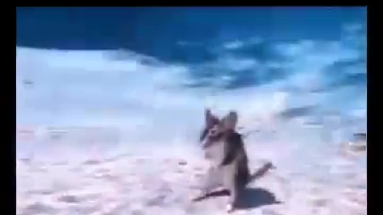 😱🐶 This Dog's Expression Says It All! We Are Doomed | FunFM