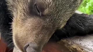 This family accidentally found a lost bear cub