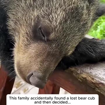 This family accidentally found a lost bear cub