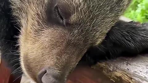 This family accidentally found a lost bear cub