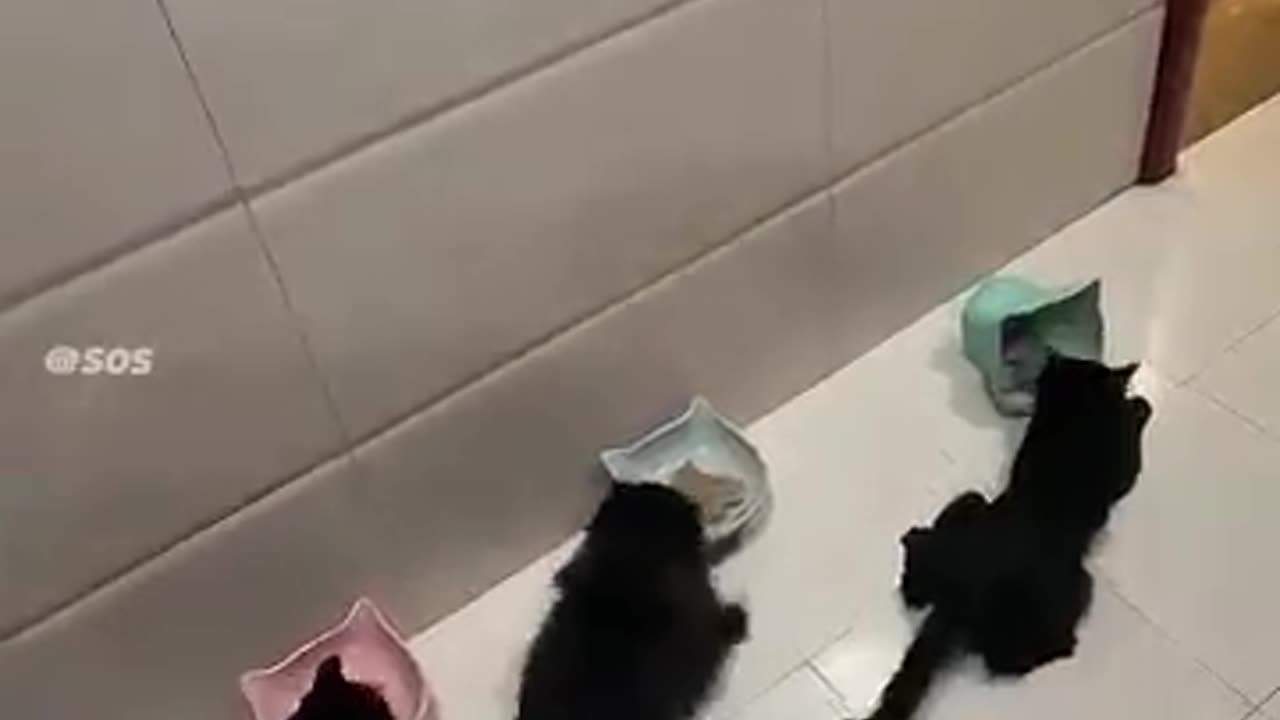 Cat Drifting 😼 | #cat #catshorts #cats #catvideos