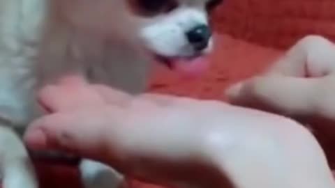 Best Animal Videos 2022 | Funny Cats and Dogs | Cats Funny Videos