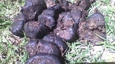 Horse poop in the grass, the shit was big, it sucks having to record this! [Nature & Animals]