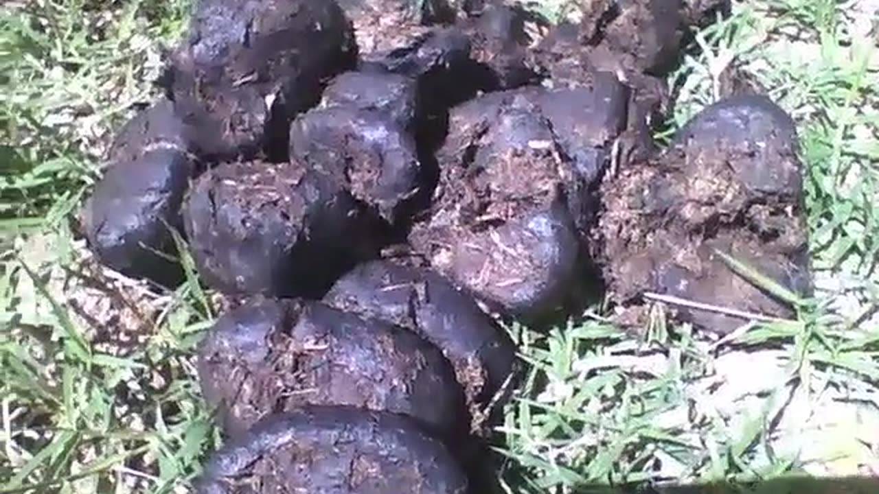 Horse poop in the grass, the shit was big, it sucks having to record this! [Nature & Animals]