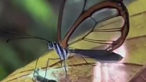 Transparent Butterfly with anti glare properties