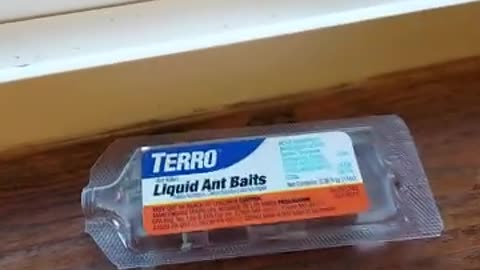 Review TERRO Ant Killer Bait Stations T300B 2025