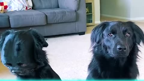 #Funny #Animals