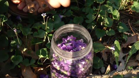 Turning Wild VIOLETS Into A DELICIOUS Treat 💜 #violet #jelly #canningandpreserving #frugallife