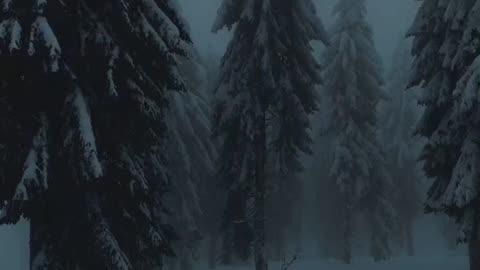 In the woods....