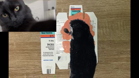 My Cat Paints Teddy From Bob’s Burgers…Ok Not Really