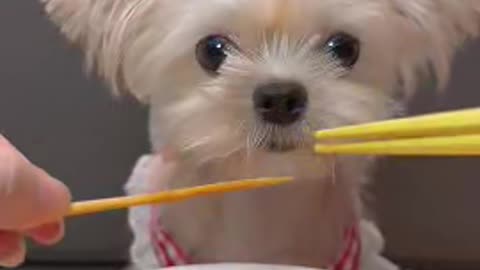 "Cute Dog Accompanies Delicious Dishes"