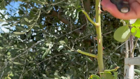 Pruning roses