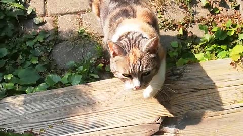 18-Year-Old Cat Blows the Sweetest Kiss 😽❤️ #shorts