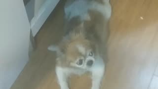 Lovely Chihuahua